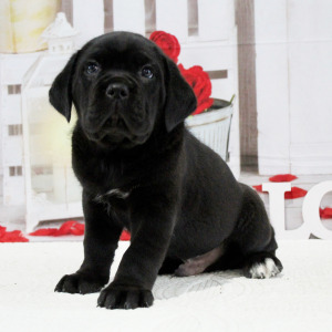 Cane Corso Puppy Blake