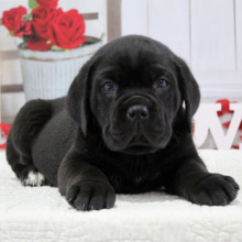 Cane Corso Puppy Blake