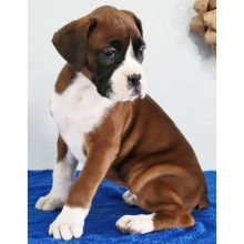 Boxer Puppy Duchess