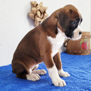 Boxer Puppy Duchess