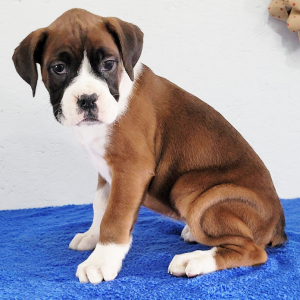 Boxer Puppy Duchess