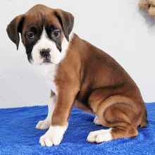 Boxer Puppy Duchess