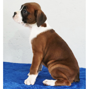 Boxer Puppy Duchess