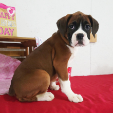 Boxer Puppy Duchess