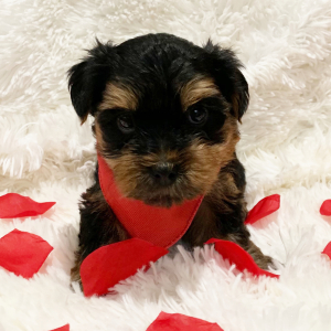Yorkshire Terrier Puppy Toby