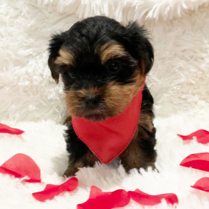 Yorkshire Terrier Puppy Toby