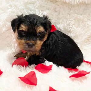 Yorkshire Terrier Puppy Toby