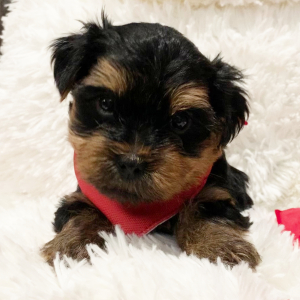 Yorkshire Terrier Puppy Toby