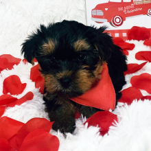 Yorkshire Terrier Puppy Toby
