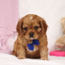 Cavalier King Charles Spaniel Puppy Arthur