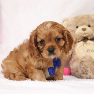 Cavalier King Charles Spaniel Puppy Arthur
