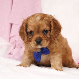 Cavalier King Charles Spaniel Puppy Arthur
