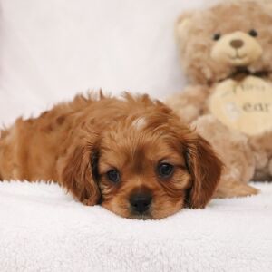 Cavalier King Charles Spaniel Puppy Arthur