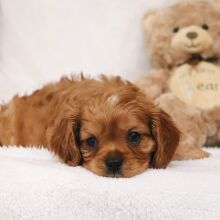 Cavalier King Charles Spaniel Puppy Arthur