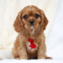 Cavalier King Charles Spaniel Puppy Arthur