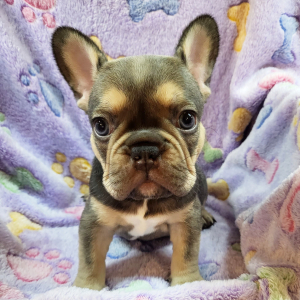 French Bulldog Puppy Olive