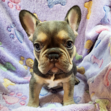 French Bulldog Puppy Olive