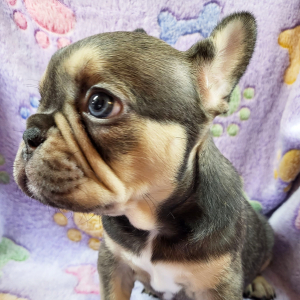 French Bulldog Puppy Olive