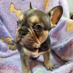 French Bulldog Puppy Olive