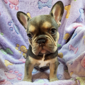 French Bulldog Puppy Olive