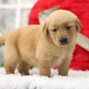 Golden Retriever Puppy Moose