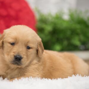 Golden Retriever Puppy Moose
