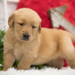Golden Retriever Puppy Moose