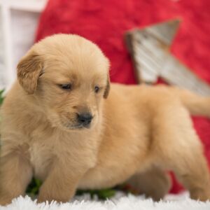 Golden Retriever Puppy Moose
