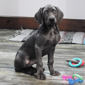 Weimaraner Puppy Nadine