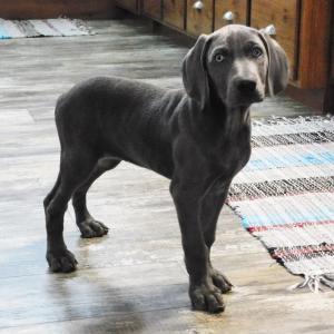 Weimaraner Puppy Nadine