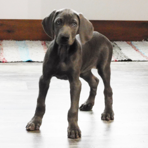 Weimaraner Puppy Nadine