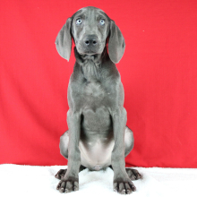 Weimaraner Puppy Nadine