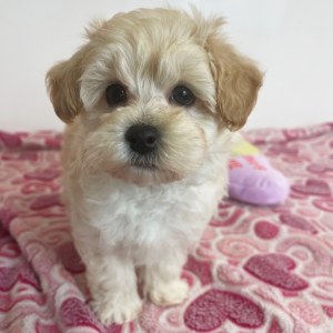 Maltipoo Puppy Angus