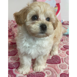 Maltipoo Puppy Angus
