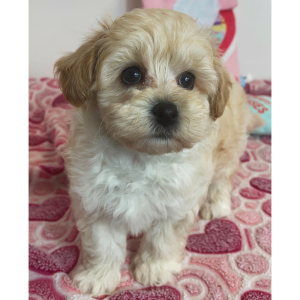 Maltipoo Puppy Angus