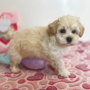Maltipoo Puppy Angus