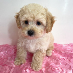 Maltipoo Puppy Jett