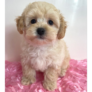 Maltipoo Puppy Jett