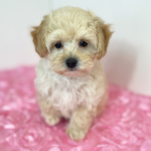 Maltipoo Puppy Jett