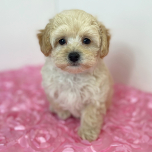 Maltipoo Puppy Jett
