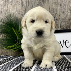 Golden Retriever Puppy Weston
