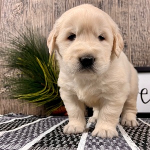 Golden Retriever Puppy Weston