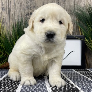 Golden Retriever Puppy Weston