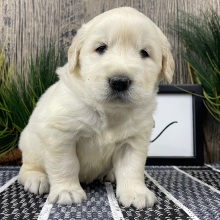 Golden Retriever Puppy Weston