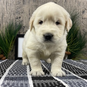 Golden Retriever Puppy Weston
