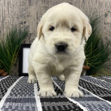 Golden Retriever Puppy Weston