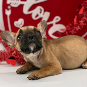 French Bulldog Puppy Fletcher