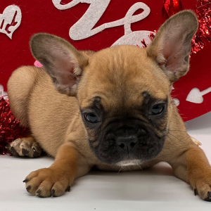 French Bulldog Puppy Fletcher