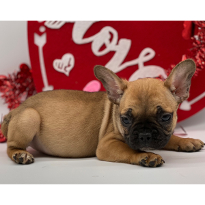 French Bulldog Puppy Fletcher