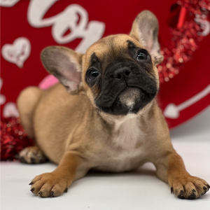 French Bulldog Puppy Fletcher